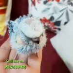 Baby Hongo Budgie 250 Dhs