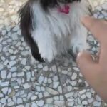 Teacup Shih Tzu / Female