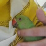 Green Ring neck baby birds tamed
