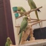 Green Ring Neck Parrots