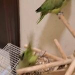 Green Ring Neck breeding pair