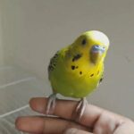 cute hand tame baby budgie