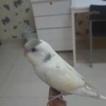 white cute hand tamed budgie