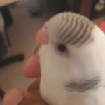 cute hand tame buddie