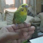 very cute green budgie