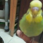 hand tamed budgie