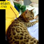 male Bengal cat for mating only