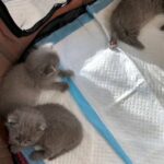 British short blue kittens