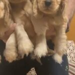 Coker spaniel puppies  Gold colour