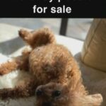 toy poodle for sale