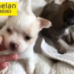 Teacup chihuahua long hair