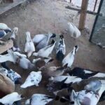 Pigeons for sale