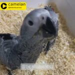 African grey chicks friendly 2600 with all papers