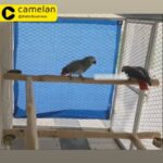 زوج كاسكو منتجين وانتاجهم قريب ان شاء الله African Grey Breeding Pair