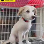 golden retriever mixed Labrador