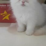 himalayan