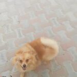 ذكر بوميرانيان للتلقيح pomeranian for mating