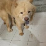 Chow chow Male Avilible for meeting