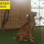 golden retriever female