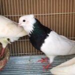 Beautiful pigeon pair and chicks