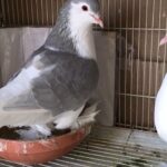 Sherazi pigeons pair with chick for sale