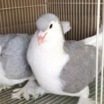 Sherazi pigeons with one chick for sale