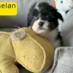 Miniature HAVANESE 45days old 7k