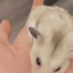 syrian hamster for sale