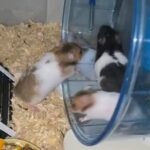 baby Syrian hamster perfect price
