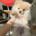 Teacup Pomeranian Female