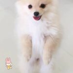 Female Pomeranian Puppy