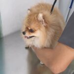 Pomeranian male and female for sell