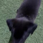 black Labrador retriever