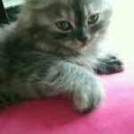 kitten shirazi Male