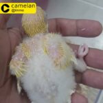 Quaker latino chick..