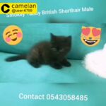 Smokey Tabby British Shorthair Male Kitten
