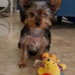Yorkie female TEA-CUP SIZE 3 months
