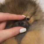 Male Pomeranian High Quality