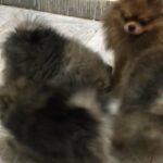 Pomeranian