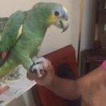 FULLY HAND TAMED AMAZON YELLOW CROWN PARROT