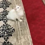 Pure Persian Female Kitten