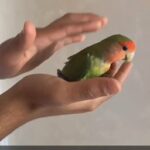 love bird