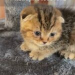 سكوتش فولد-Scottish fold