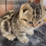 Scottish fold-سكوتش فولد