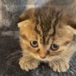 Scottish fold-female-tabe