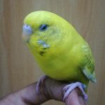 hand tamed budgie