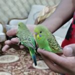 cute baby budgie(hand tamed)