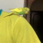 very beautiful yellow color hand tamed Budgie
