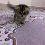 Scottish fold سكوتش فولد