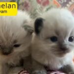 هملايا Himalayan kittens